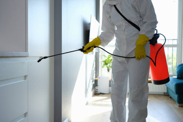 Best Home Mold Removal  in La Verkin, UT