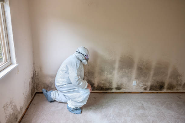 Best Toxic Mold Removal  in La Verkin, UT