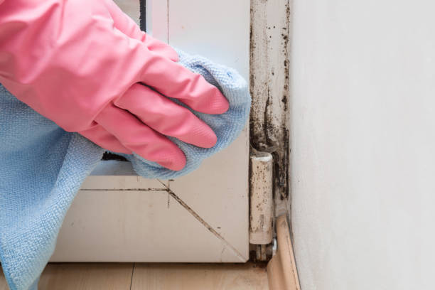 Best Mold Testing  in La Verkin, UT