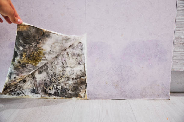 Reliable La Verkin, UT Mold Removal Solutions